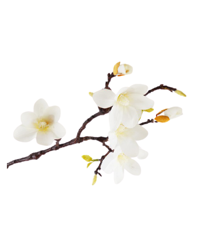 Magnolia Gałązka Sztuczna Biała Jak Żywa 60 Cm