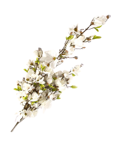 Gałąź Magnolii Białej Duża