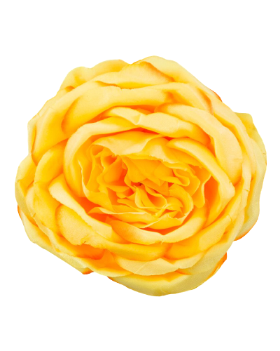 Róża Główka Wyrobowa