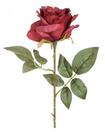 Róża Gałązka Czerwona