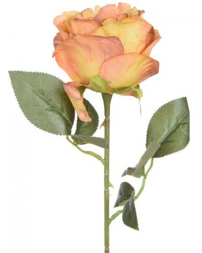 Róża Gałązka Pomarańczowa