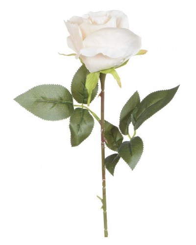 Róża Gałązka Kremowa