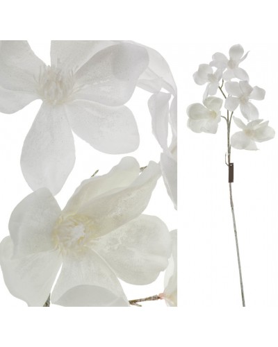 Magnolia Biała Zimowa