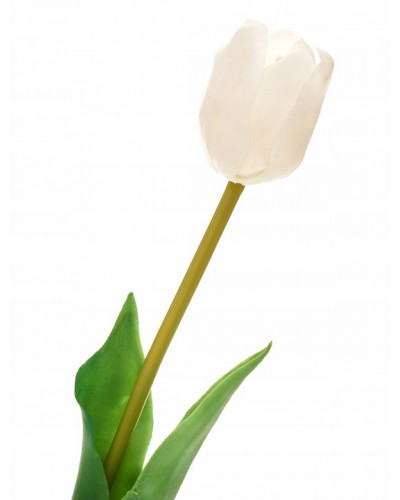 Tulipan Pojedynczy