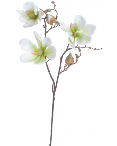 Magnolia Gałązka Biała