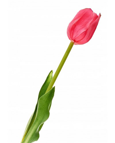 Tulipan Pojedynczy