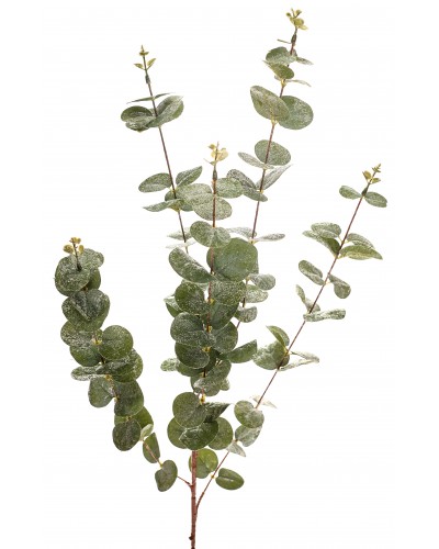 Eukaliptus Gałązka