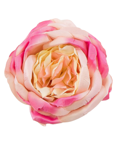 Róża Główka Wyrbowa