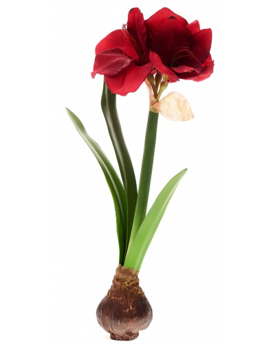 Amarylis Kwiat 50 Cm