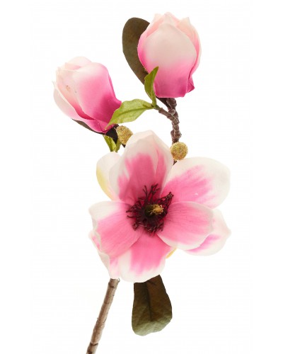 Magnolia Gałązka Różowa