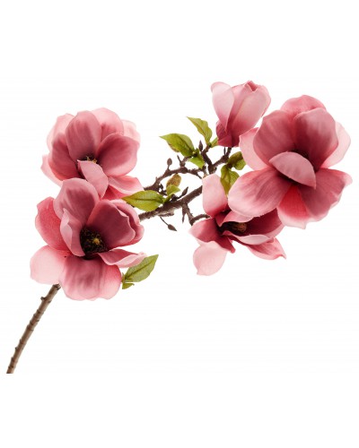 Magnolia Gałązka Różowa