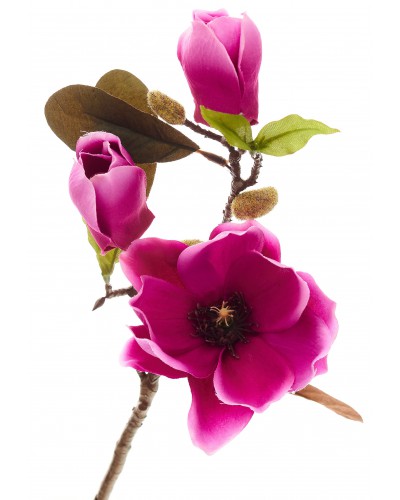 Magnolia Gałązka