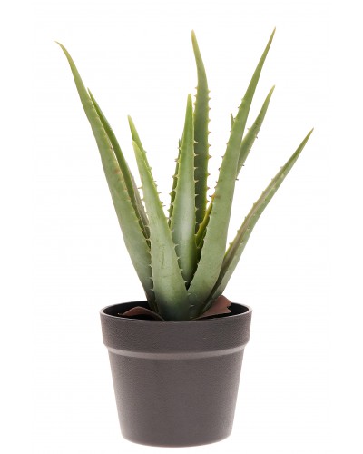 ALOES W DONICZCE S