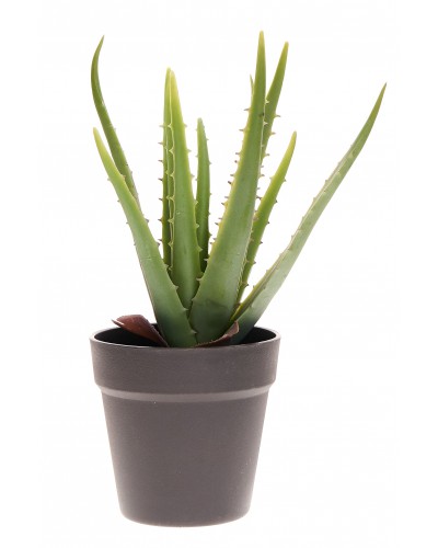 ALOES W DONICZCE M