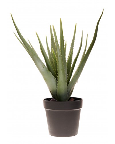 ALOES W DONICZCE L