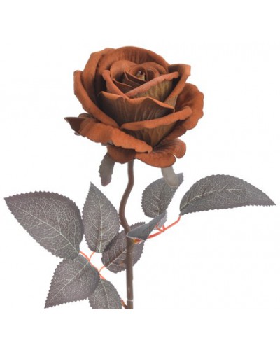Róża Welurowa Gałązka Brązowa