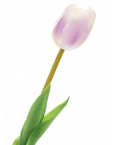 Tulipan Biało-Różowy