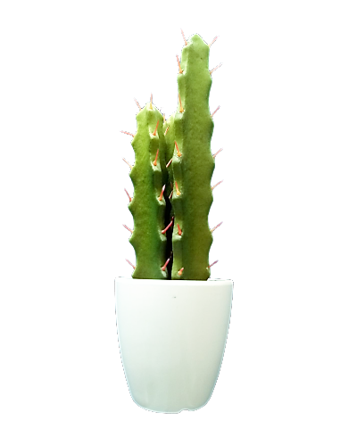 Kwiaty Kaktus Zielony W Doniczce Sztuczna