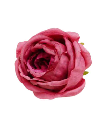 Róża Główka