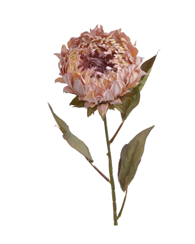 Gałązka Protea