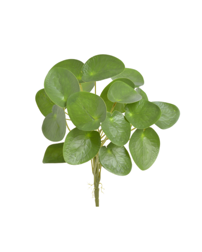 GAŁĄZKA PILEA PIENIĄZEK