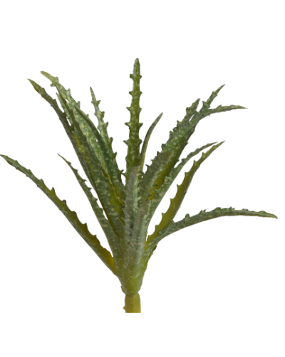 Gałązka Aloes