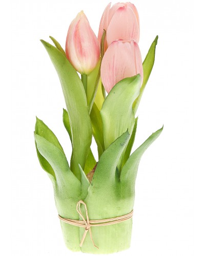 Tulipany W Doniczce