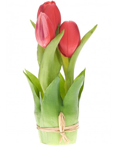 Tulipany W Doniczce