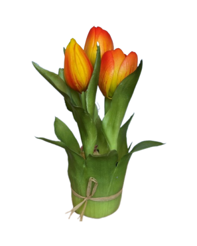 Tulipan W Doniczce