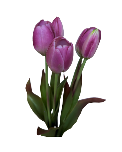 Bukiet Tulipanów