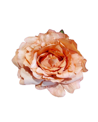 Róża Peonia Główka Wyrobowa