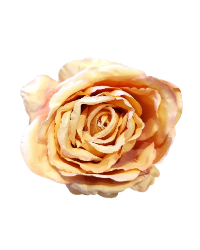 Róża Peonia Główka Wyrobowa