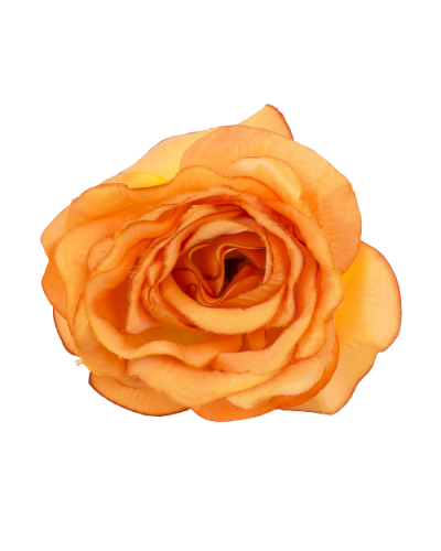 Róża Peonia Główka Wyrobow