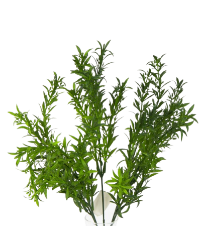 Gałązka Asparagus