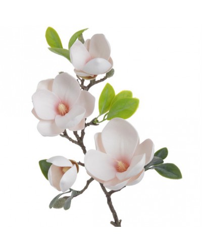 Magnolia Ozdobna